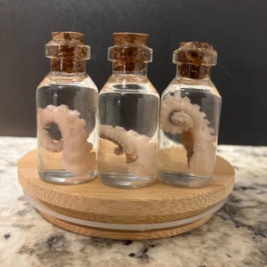 Group of Three Tentacle Wet Specimens