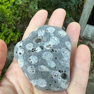 Rare Irish Coast Fossil Hag Stone: Beach Rock with Natural Holes