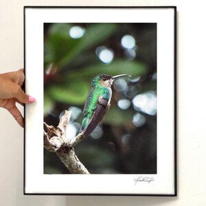 May include: A framed photographic print featuring a small hummingbird with iridescent green feathers perched on a thin, light-colored branch. The bird has a long, slender beak and dark wings. A signature is visible in the bottom right corner.