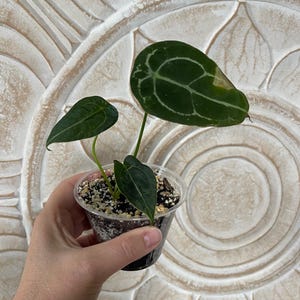 Anthurium forgetti