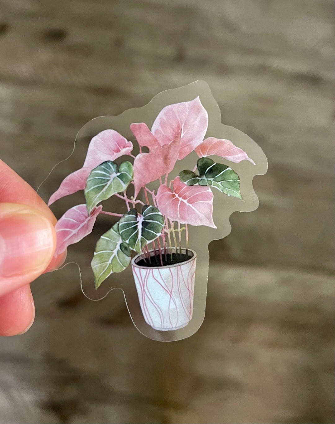Transparent Plant Sticker: Pink Caladium Decal - Etsy