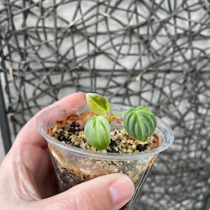 Philodendron melanochrysum variegated