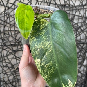 Variegated philodendron emerald queen image 1