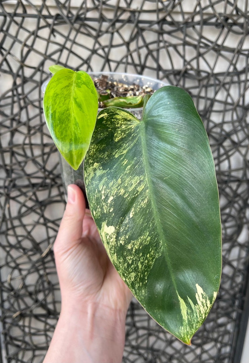 Variegated philodendron emerald queen image 1