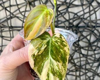 Variegated Philodendron Mican