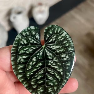 May include: A dark green leaf with a heart shape, featuring a detailed pattern of lighter green veins. The leaf is held in a hand, showcasing its texture and color variations. The background is blurred.