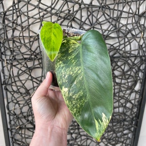 Variegated philodendron emerald queen image 5