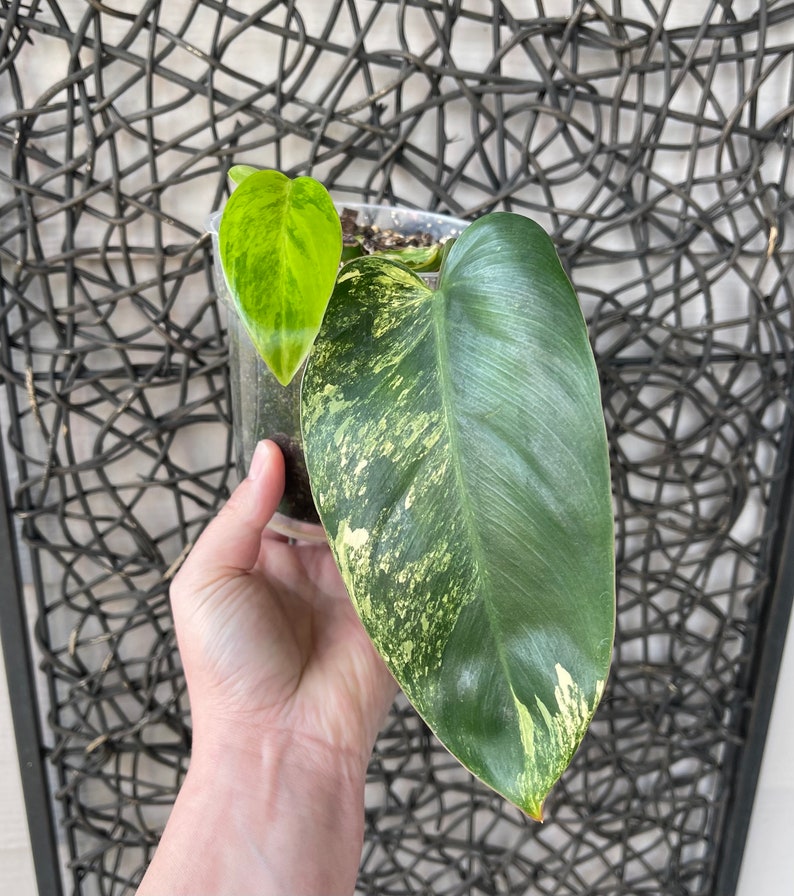 Variegated philodendron emerald queen image 5