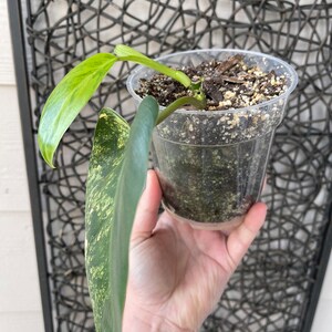 Variegated philodendron emerald queen image 3