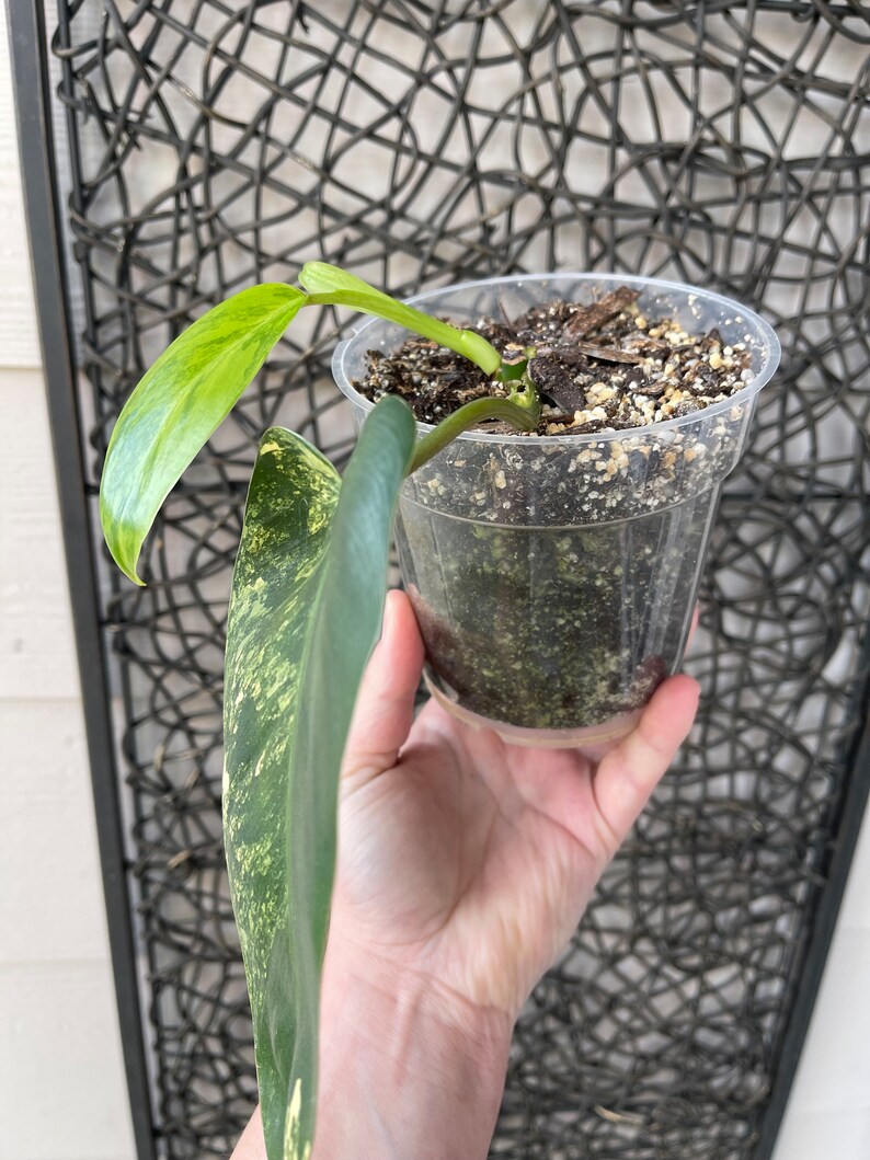 Variegated philodendron emerald queen image 3