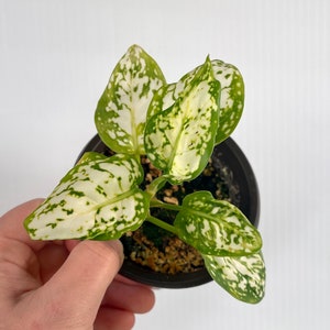 aglaonema anyamanee tricolor image 1