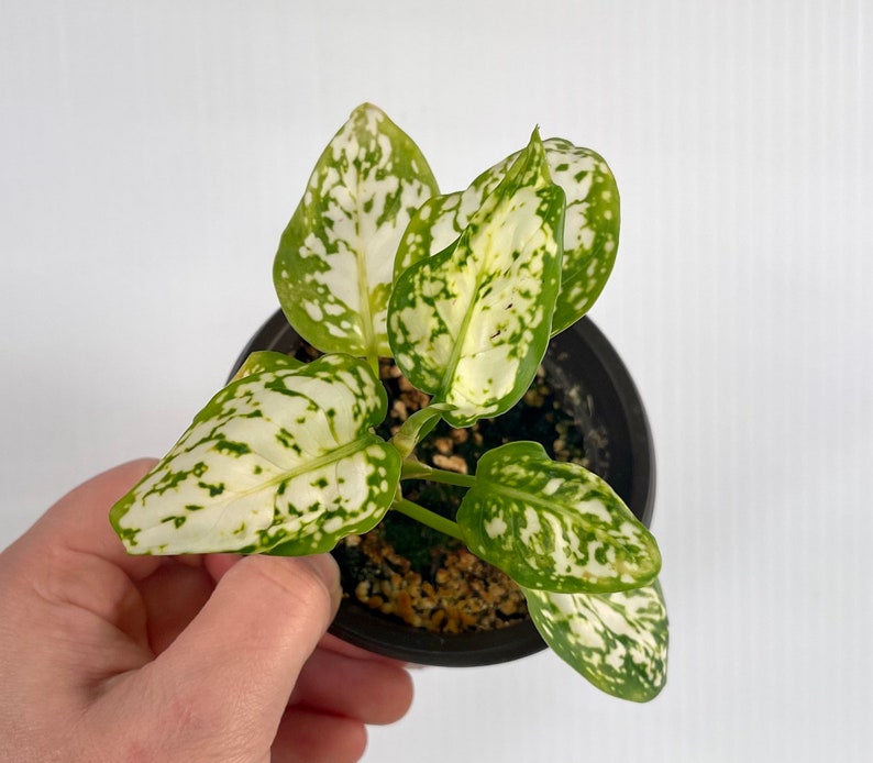 aglaonema anyamanee tricolor image 1