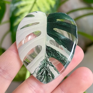 Albo monstera phone grip