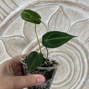 Anthurium forgetti