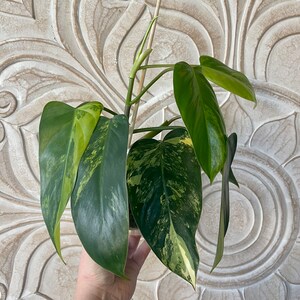 Variegated philodendron emerald queen image 6