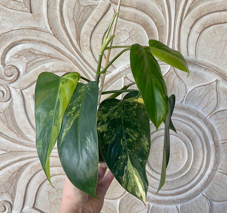 Variegated philodendron emerald queen image 6