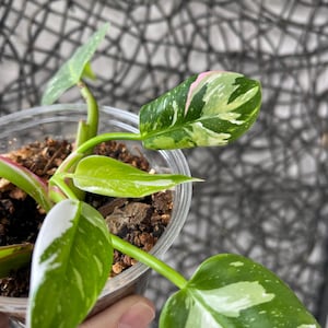 White princess philodendron