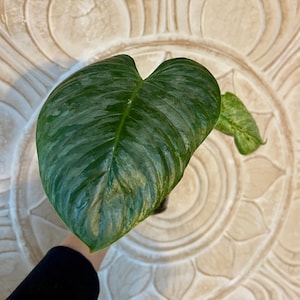 Philodendron Variegated Sodiroi