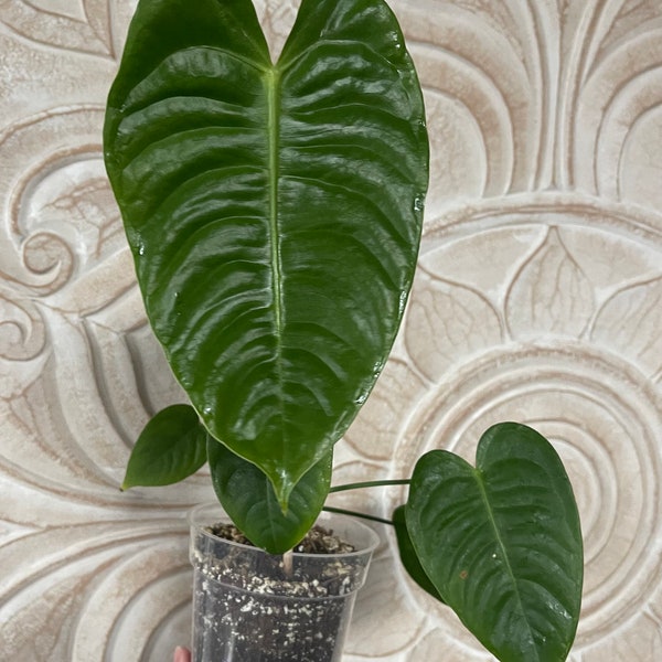 Anthurium veitchii