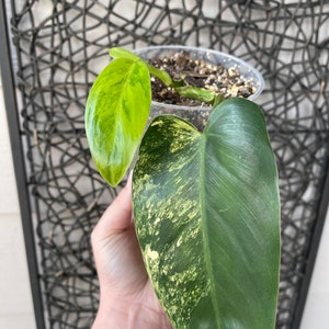 Variegated philodendron emerald queen image 4