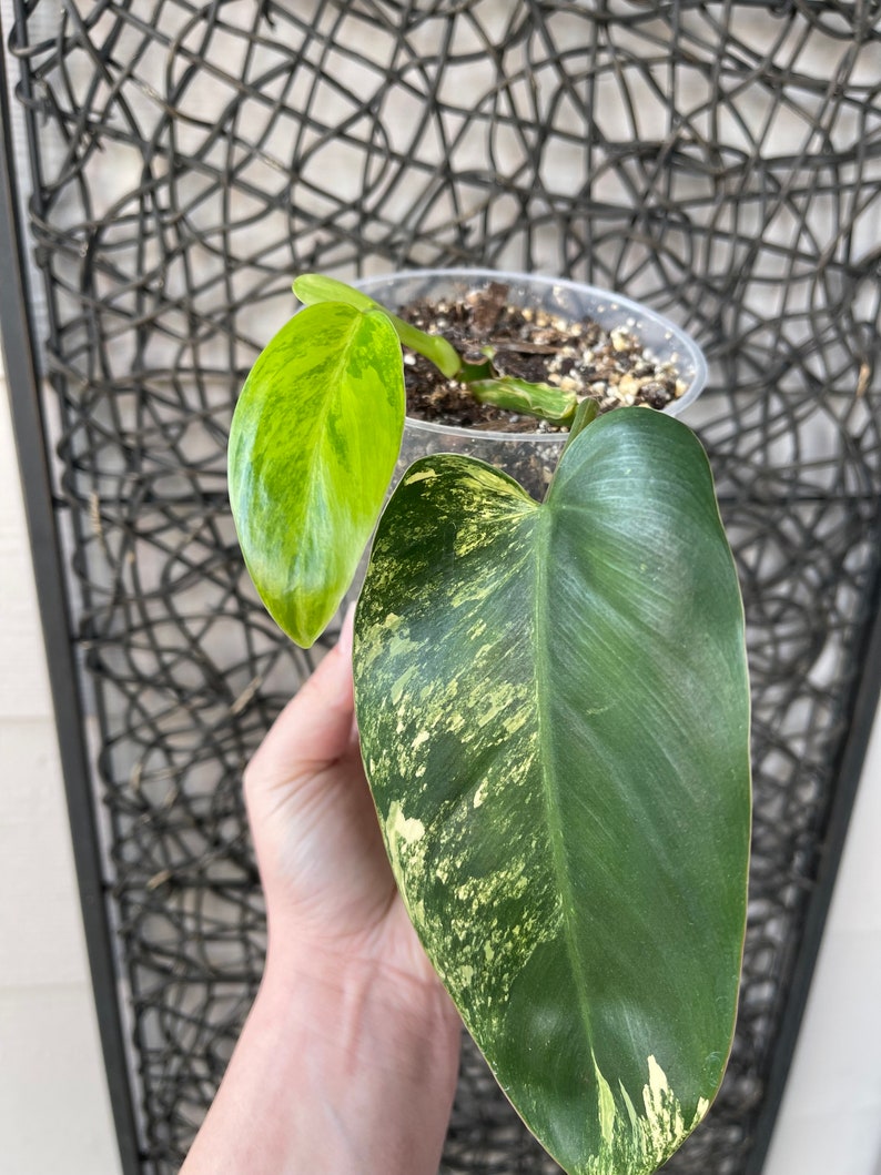 Variegated philodendron emerald queen image 4