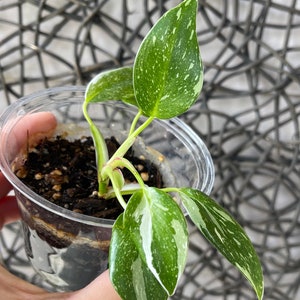 Weißer Prinzessin Philodendron