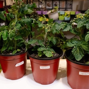 Orange Hat Dwarf Tomato - Live Plant in 6" Pot, Windowsill Cherry Tomato