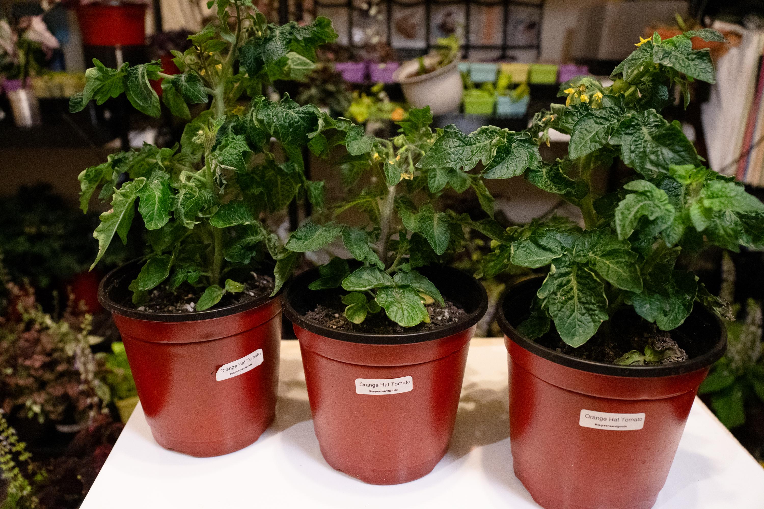 Orange Hat Dwarf Tomato - Live Plant in 6