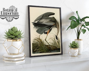 May include: A framed vintage illustration of a Great Blue Heron, printed on cream paper, with a black frame. The illustration is surrounded by three white ceramic planters with gold accents, two with succulents and one with a leafy plant.