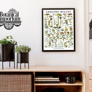 May include: A framed vintage botanical illustration of mushrooms, titled "ADOLPHE MILLOT CHAMPIGNONS", with a black frame and white mat. The illustration is in a living room setting with plants and a wooden shelf.