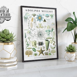 May include: A black framed poster with the title "ADOLPHE MILLOT" and the text "OCÉANOGRAPHIE" at the bottom. The poster features a vintage illustration of various sea creatures, including jellyfish, starfish, and sea anemones. Three white ceramic planters with gold accents are displayed on a white marble surface.