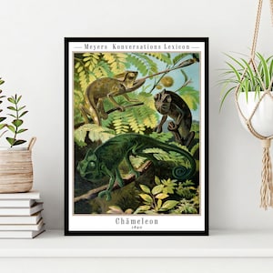 Vintage Chameleon Print | Reptile Lizard Poster | Animal Art | Lustre/Matte | Framed | Wall Décor | Gift Idea | Sizes: A5 A4 A3 A2 A1
