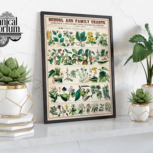 Uses of Plants Print, School & Family Charts, Vintage Home Décor, Wall Art Hanging, Botany, Framed Gift Idea,  A6 A5 A4 A3 A2 A1