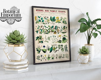 Uses of Plants Print, School & Family Charts, Vintage Home Décor, Wall Art Hanging, Botany, Framed Gift Idea,  A6 A5 A4 A3 A2 A1