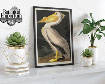 May include: A white ceramic planter with a gold rim and a geometric gold wire cage, holding a green succulent plant. The planter is on a white shelf with a framed print of a white pelican with a yellow beak, against a black background. The print is titled "American White Pelican".