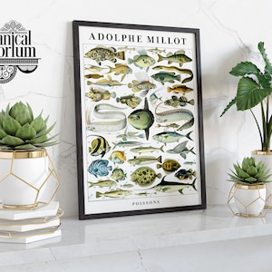May include: A black framed print of a vintage illustration of various fish with the title "ADOLPHE MILLOT POISSONS". The print is displayed on a white shelf with three white and gold geometric planters with succulents.