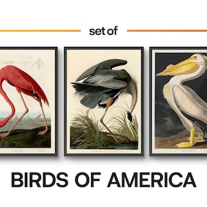 Vintage Vögel Set von 3 Poster Drucke, Flamingo Flamingo Reiher, John James Audobon Botanik Illustration Home Küche Wand Kunst A5 A4 A3 A2 A1