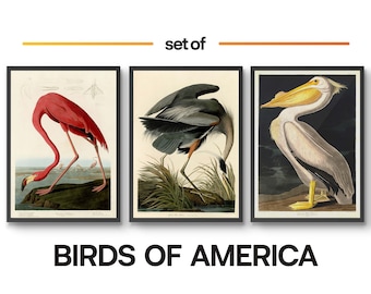 Vintage Birds Set of 3 Poster Prints, Flamingo Great Blue Heron, John James Audobon Botany Illustration Home Kitchen Wall Art A5 A4 A3 A2 A1
