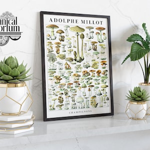 May include: A framed vintage botanical illustration of mushrooms, titled "ADOLPHE MILLOT CHAMPIGNONS", displayed on a white shelf with three potted plants. The plants are in white pots with gold accents and feature green succulents.