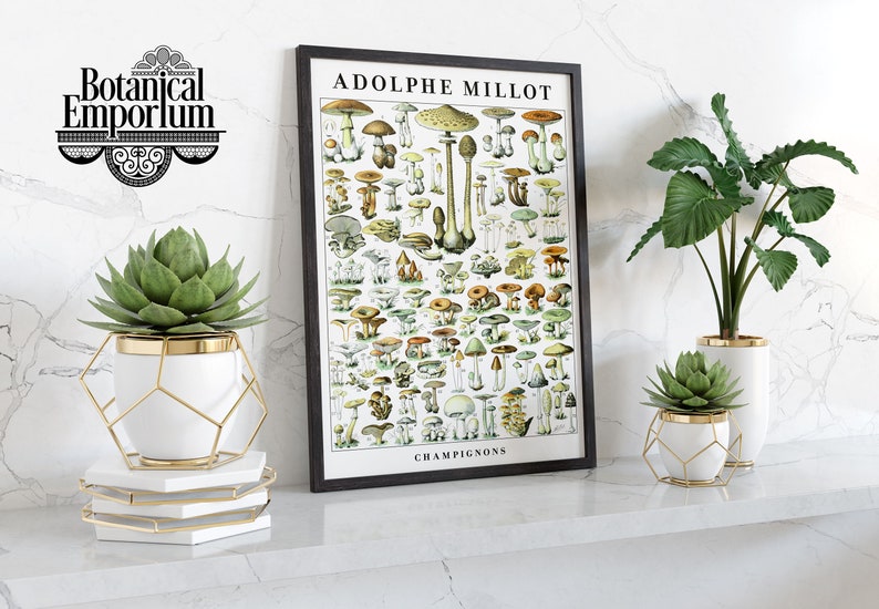 May include: A framed vintage botanical illustration of mushrooms, titled "ADOLPHE MILLOT CHAMPIGNONS", displayed on a white shelf with three potted plants. The plants are in white pots with gold accents and feature green succulents.
