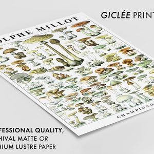 May include: A vintage botanical illustration of various types of mushrooms, labeled with numbers and names in French. The illustration is titled "ADOLPHE MILLOT CHAMPIGNONS" and is printed on archival matte or premium lustre paper.