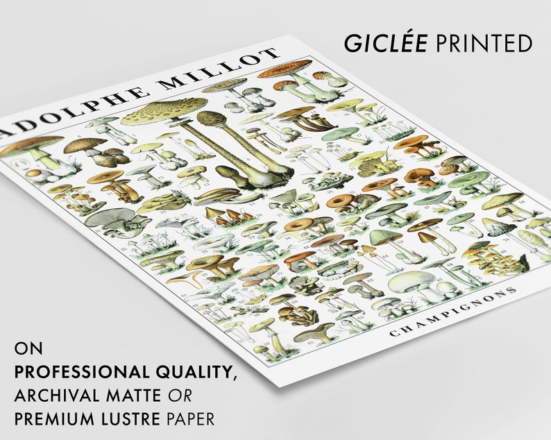 May include: A vintage botanical illustration of various types of mushrooms, labeled with numbers and names in French. The illustration is titled "ADOLPHE MILLOT CHAMPIGNONS" and is printed on archival matte or premium lustre paper.