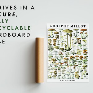 May include: A vintage botanical illustration poster featuring a variety of mushrooms, with the title "ADOLPHE MILLOT CHAMPIGNONS". The poster is printed on white paper and has a green and brown color scheme.