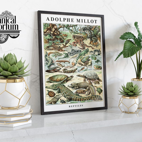 Vintage Reptiles Giclée Print | Poster | Adolphe Millot Botanical Illustration | Lustre/Matte | Framed | Wall Décor | Sizes: A5 A4 A3 A2 A1