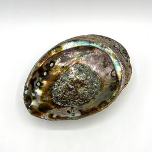 New Zealand Abalone Shell: Unpolished Paua Smudging Bowl (6.5&quot;)