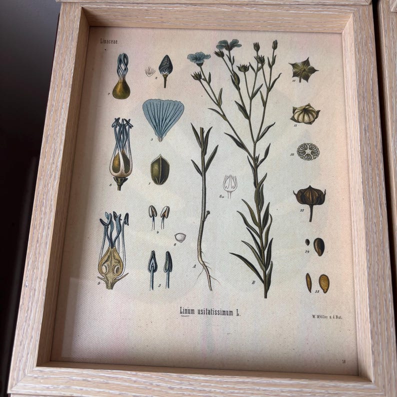 Vintage Botanical Flower Art Prints Set of 6 - Etsy