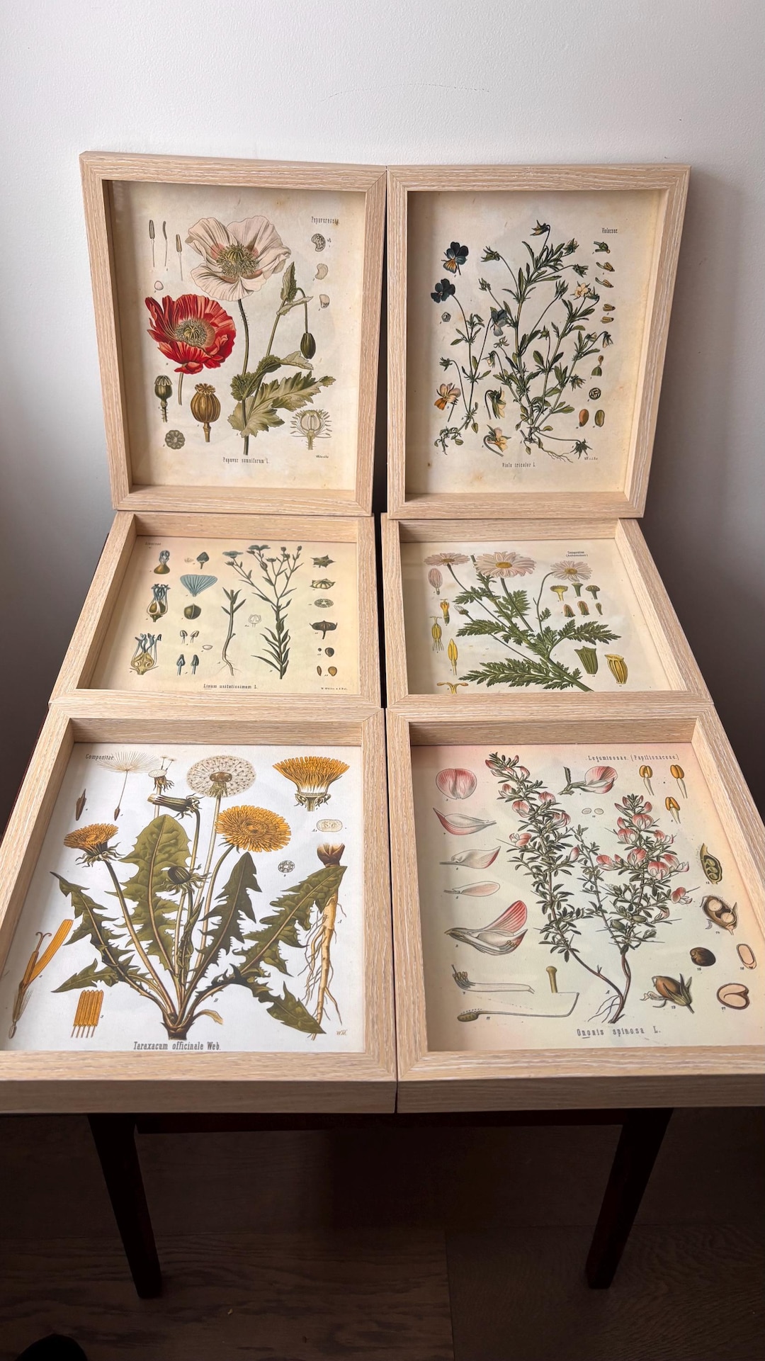 Vintage Botanical Flower Art Prints Set of 6 - Etsy