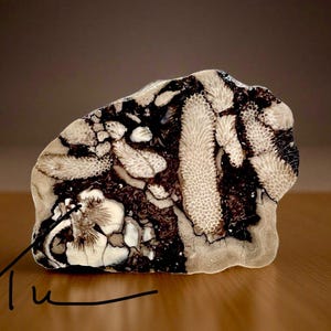 Pode incluir: Uma pedra polida com um padr&atilde;o natural de coral fossilizado creme e castanho escuro. A pedra tem uma forma e textura &uacute;nicas, com detalhes vis&iacute;veis da antiga vida marinha. A assinatura "Tu" est&aacute; no canto inferior esquerdo.