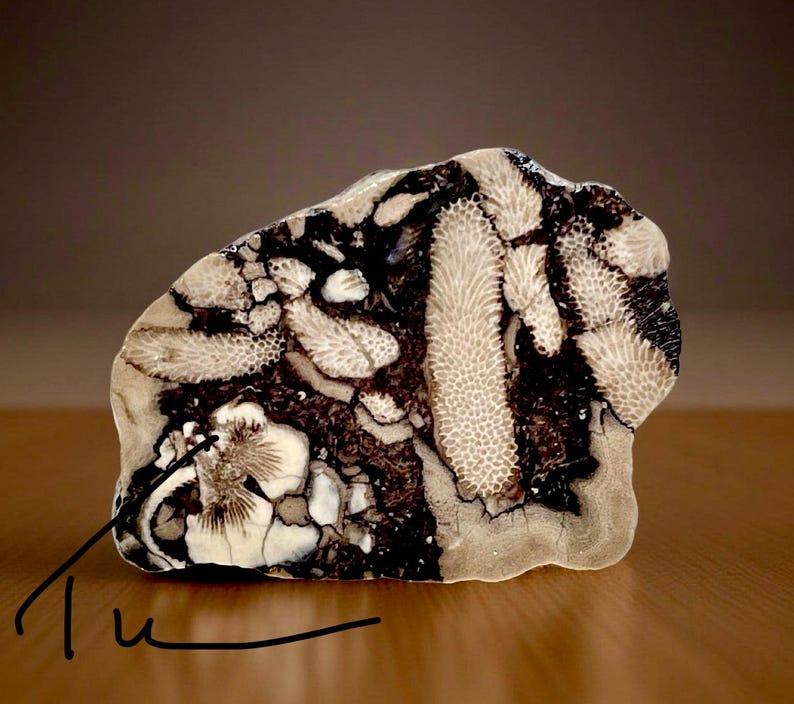 Pode incluir: Uma pedra polida com um padr&atilde;o natural de coral fossilizado creme e castanho escuro. A pedra tem uma forma e textura &uacute;nicas, com detalhes vis&iacute;veis da antiga vida marinha. A assinatura "Tu" est&aacute; no canto inferior esquerdo.