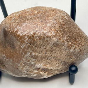 Fossil | Charlevoix | Horn Coral | Display Quality